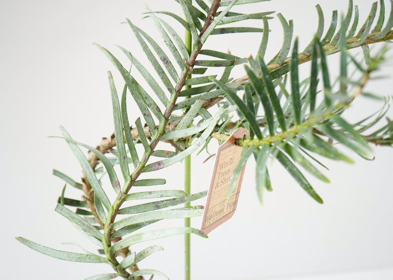ウォレマイパイン ジュラシックツリー 生きた化石 最古の植物 ウォレマイパイン ジュラシックツリー 生きた化石 最古の植物