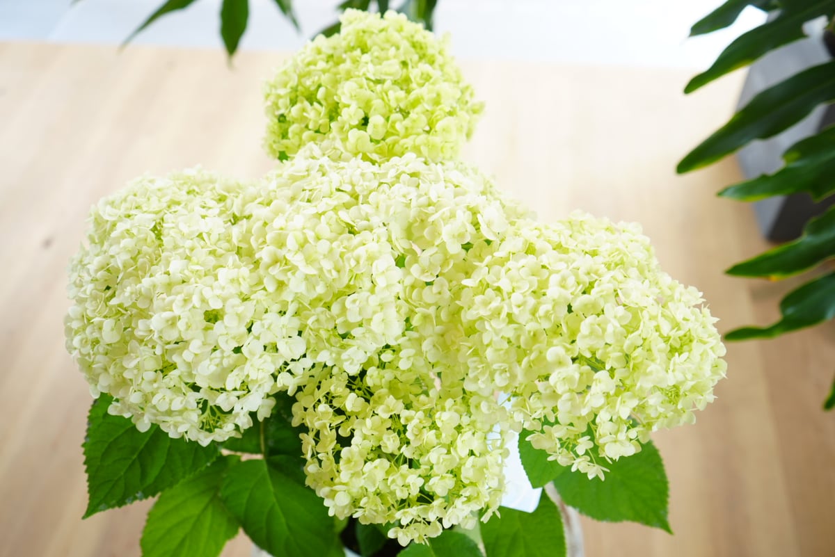 紫陽花 アナベル 光 キラリ 5号 母の日 贈り物 | インテリアグリーンと