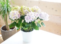 紫陽花 ミルキーウェイ ５号  底面給水 額紫陽花 母の日 お祝い 毎年楽しめる プレゼント