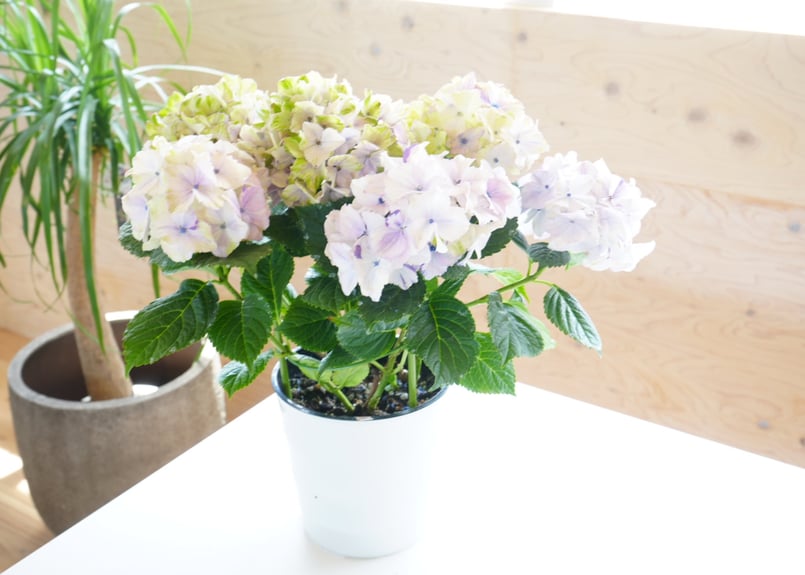 紫陽花 ミルキーウェイ 5号 底面給水 額紫陽花 母の日 お祝い 毎年