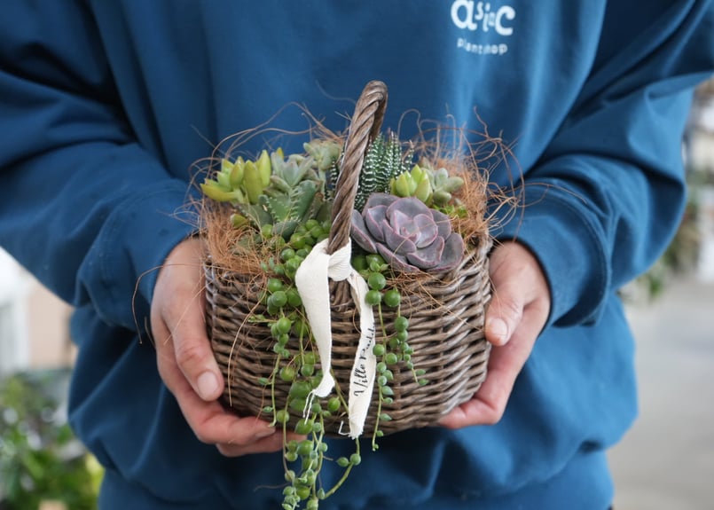ラッピング込み〗おまかせ 多肉植物 籠S 寄せ植え ギフト 誕生日 退職