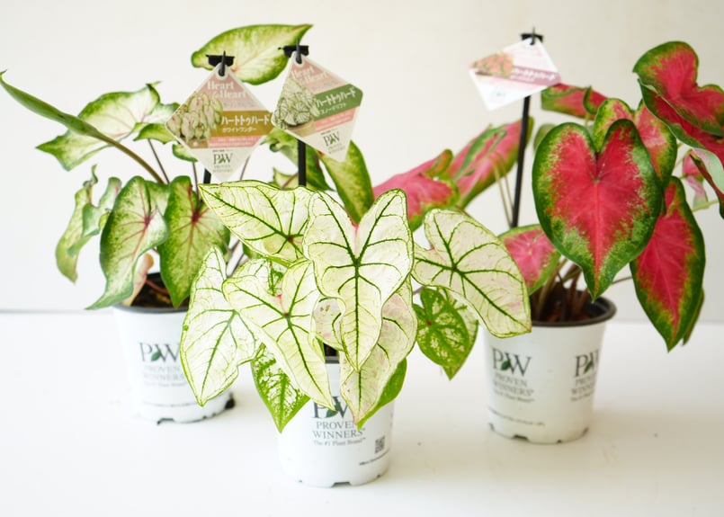 カラジューム 錦芋 4号 葉模様が美しく楽しめる 球根植物