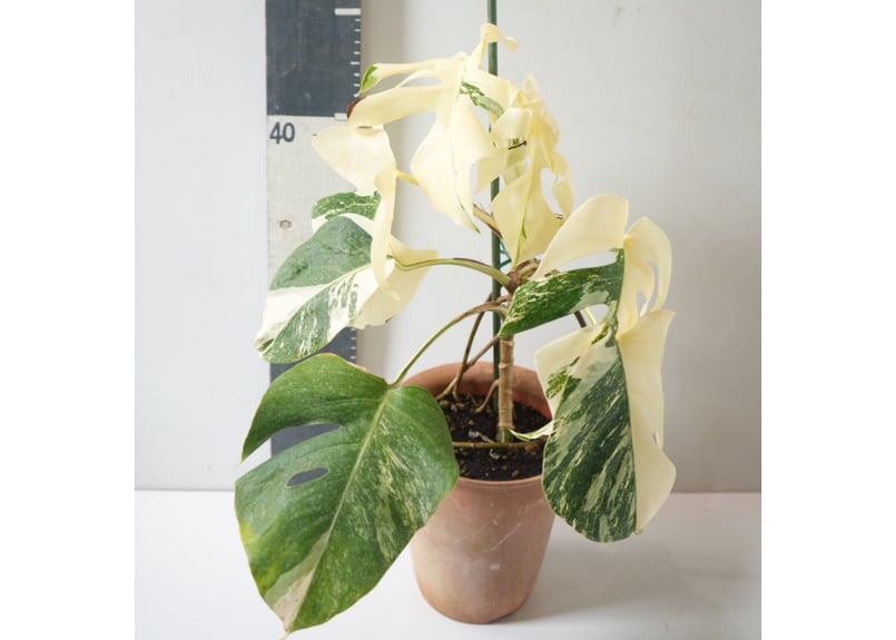 斑入りモンステラ 約50cm｜美しい白斑が映える希少な観葉植物