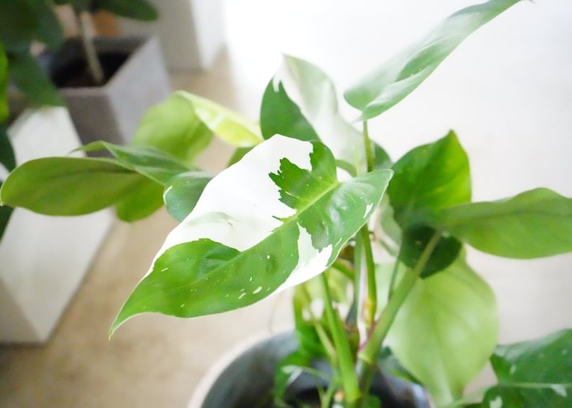 フィロデンドロン ホワイトプリンセス 5号 艶やかな葉 観葉植物 斑入り