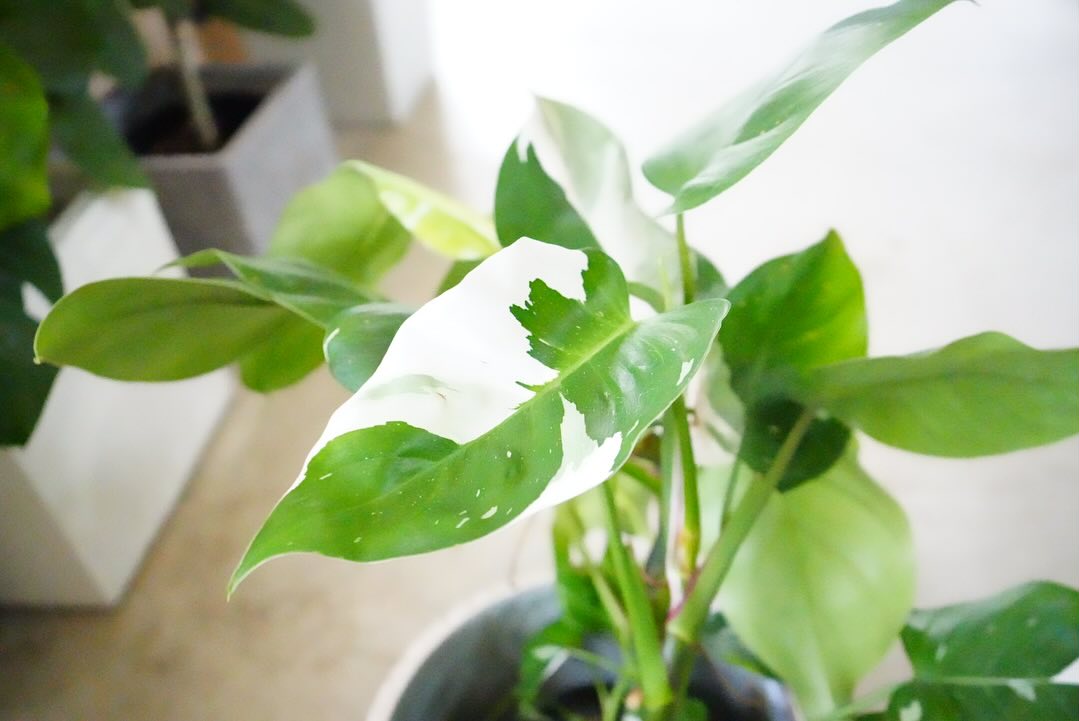 フィロデンドロン ホワイトプリンセス 5号 艶やかな葉 観葉植物 フィロデンドロン ホワイトプリンセス 5号 艶やかな葉 観葉植物