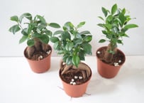 ガジュマル 4号｜幸せを呼ぶ人気の観葉植物｜個性的な根姿が可愛いインテリアグリーン｜ｶﾞｼﾞｭﾏﾙ ｶﾞｼﾞｭﾏﾙ 4号