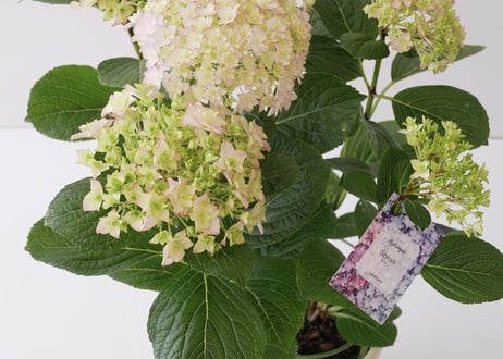 紫陽花　ハイドランジア　サラン　Saran