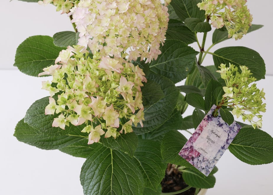 625f84e77289541d1789dab7