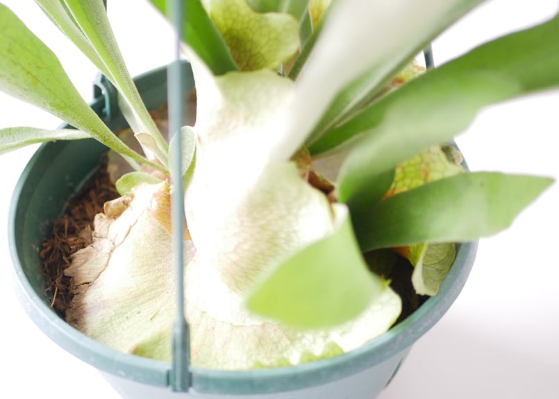 コウモリラン ビカクシダ ハンギング 着生植物 観葉植物 | インテリア