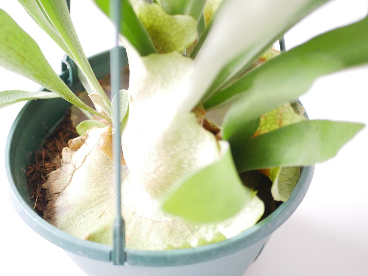 コウモリラン ビカクシダ ハンギング 着生植物 観葉植物