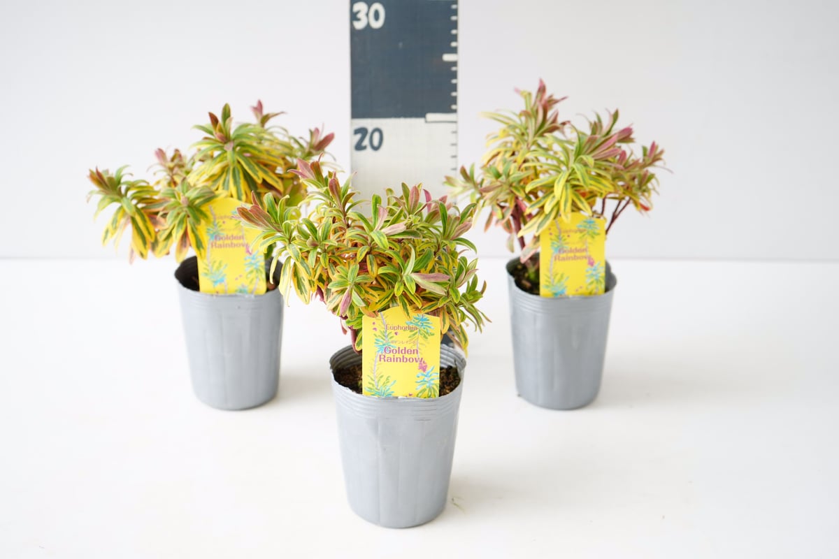 ユーフォルビア ゴールデンレインボー 元気カラー 寄せ植えにも 常緑