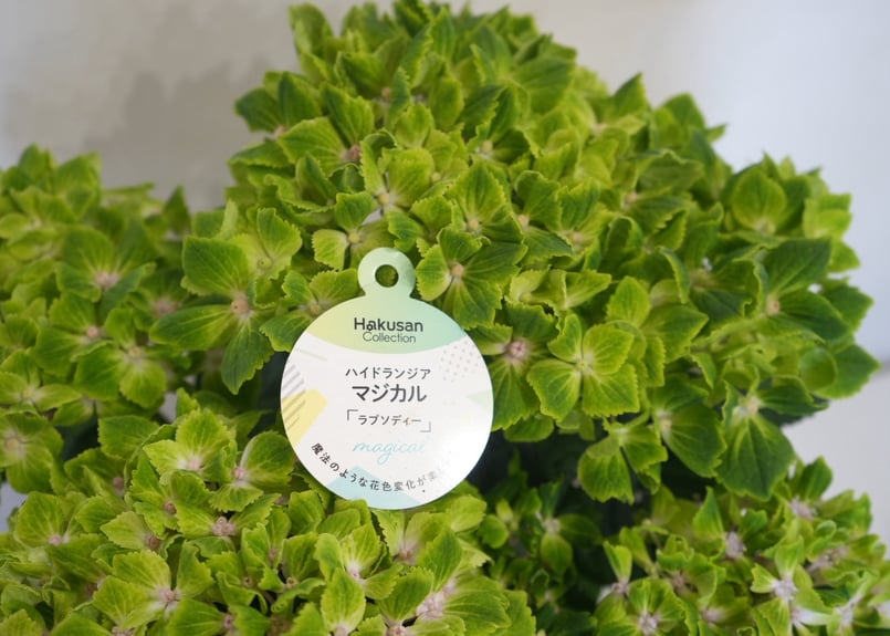 マジカルラプソディー」5号鉢 ラッピング込み 鉢植え ギフト