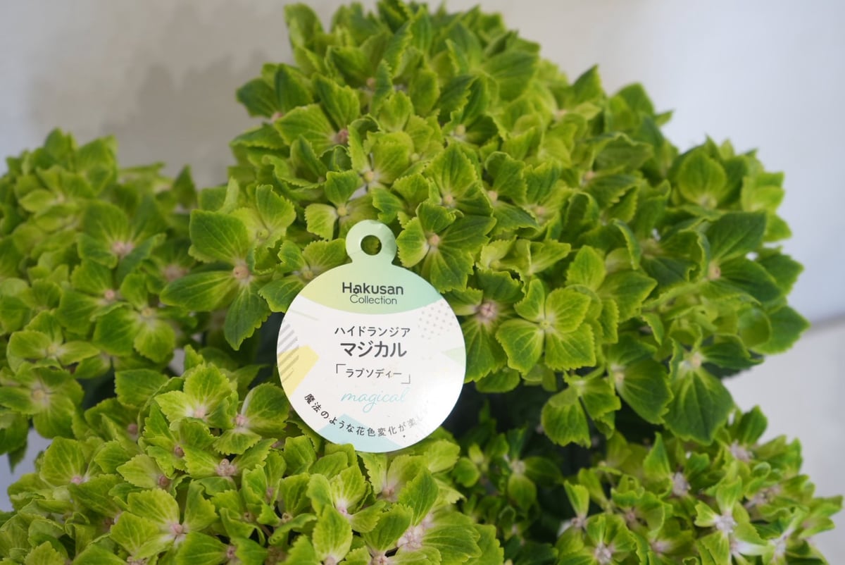 マジカルラプソディー」5号鉢 ラッピング込み 鉢植え ギフト