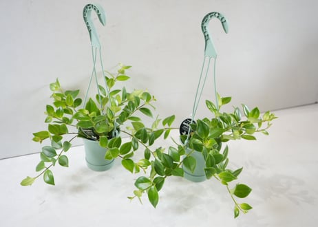 エスキナンサス モナリザ 3.5号｜つる性で楽しむおしゃれなハンギンググリーン｜吊り鉢 観葉植物｜ﾓﾅﾘｻﾞ (ｴｽｷﾅﾝｻｽ) 他草花 3.5号