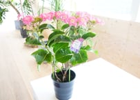 紫陽花 最新品種 No.22 | インテリアグリーンとギフトプランツ