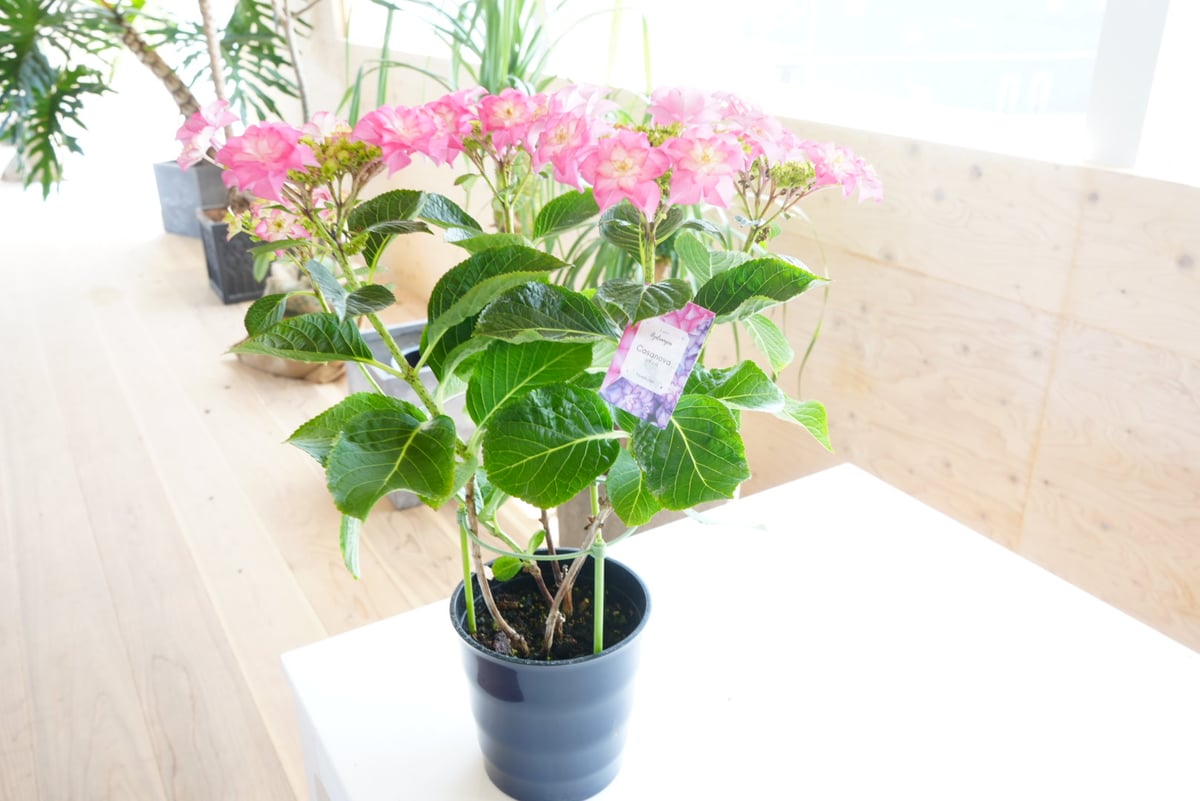 【カサノバ】 紫陽花 鉢ごと発送します。 紫陽花 カサノバ 5号 ピンク 底面給水 額紫陽花 母の日 お祝い 毎年