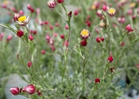 アデロネマパリドネルヴィウム 7号 熱帯植物 荒木植物 美しい葉