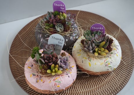 ドーナツ寄せ植え(チョコ) 多肉植物　母の日 2026 ギフト プレゼント 贈り物 スイーツ鉢