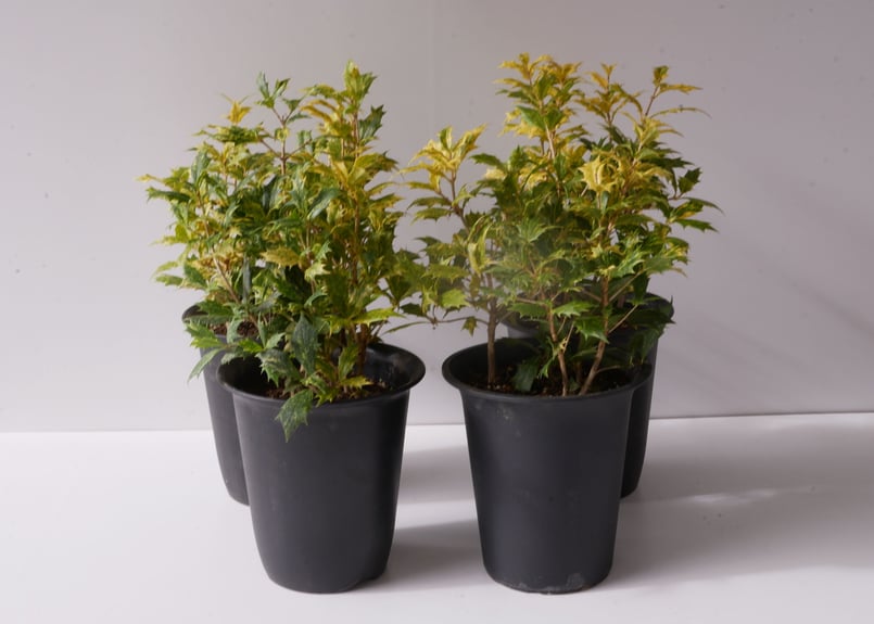 ヒイラギ　斑入り　10号鉢 ヒイラギ 斑入り 10号鉢