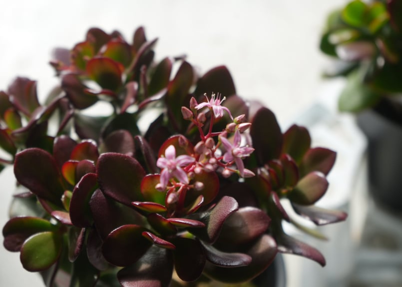 縁起の良い多肉植物「金のなる木」　　（写真R7年3月撮影） 縁起の良い多肉植物「金のなる木」 （写真R7年3月撮影） - メルカリ