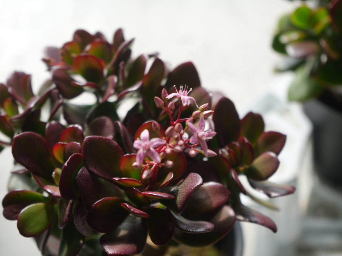 金の成る木 縁起物 多肉植物 引取り推奨 金の成る木 縁起物 多肉植物 引取り推奨