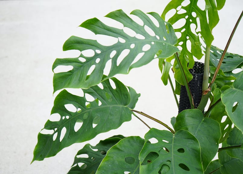モンステラ デュビア 8号 人気の観葉植物 半蔓性 ボタニカル モンステラ デュビア 8号 人気の観葉植物 半蔓性 ボタニカル