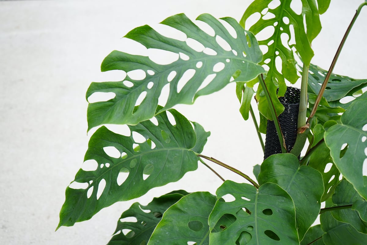 モンステラ デュビア 8号 人気の観葉植物 半蔓性 ボタニカル