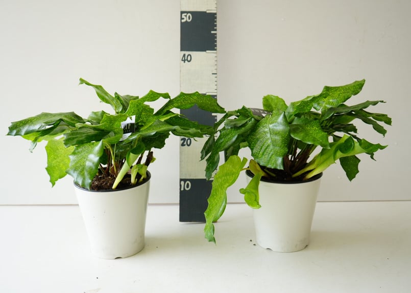 カラテア ムサイカ 5号 モザイク様の葉 珍しい 観葉植物 | インテリア