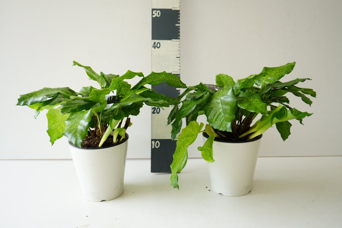 カラテア ムサイカ 5号 モザイク様の葉 珍しい 観葉植物 | インテリア