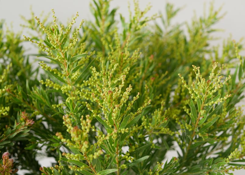 アカシア テレサ 6号 ボリューム鉢 春待ちの花 半耐寒性常緑樹 寒さで