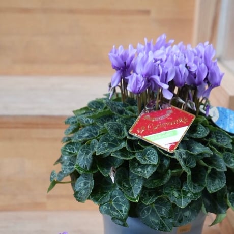 シクラメン | STORES