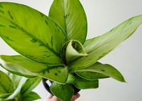 ホマロメナ セルビー 5号 丸みある大きい葉 観葉植物 葉柄が美しい 優しい雰囲気