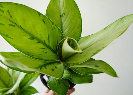 ホマロメナ セルビー 5号 丸みある大きい葉 観葉植物 葉柄が美しい 優しい雰囲気