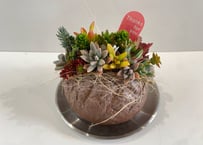 多肉植物 詰め合わせパック 寄せ植え カット苗 | インテリアグリーンと