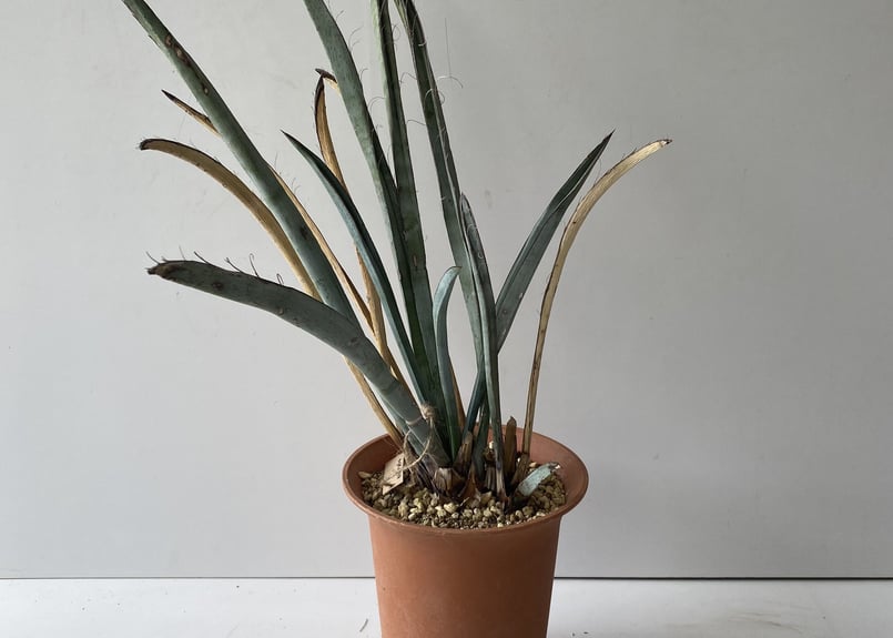 ユッカ エンドリッキアーナ Yucca endrichiana レア植物 7寸 ２本立 | ...