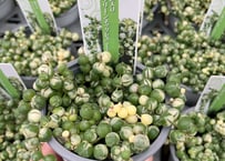 シダ リュウビンタイ 4号 ゴツゴツ カッコいいシダ 観葉植物