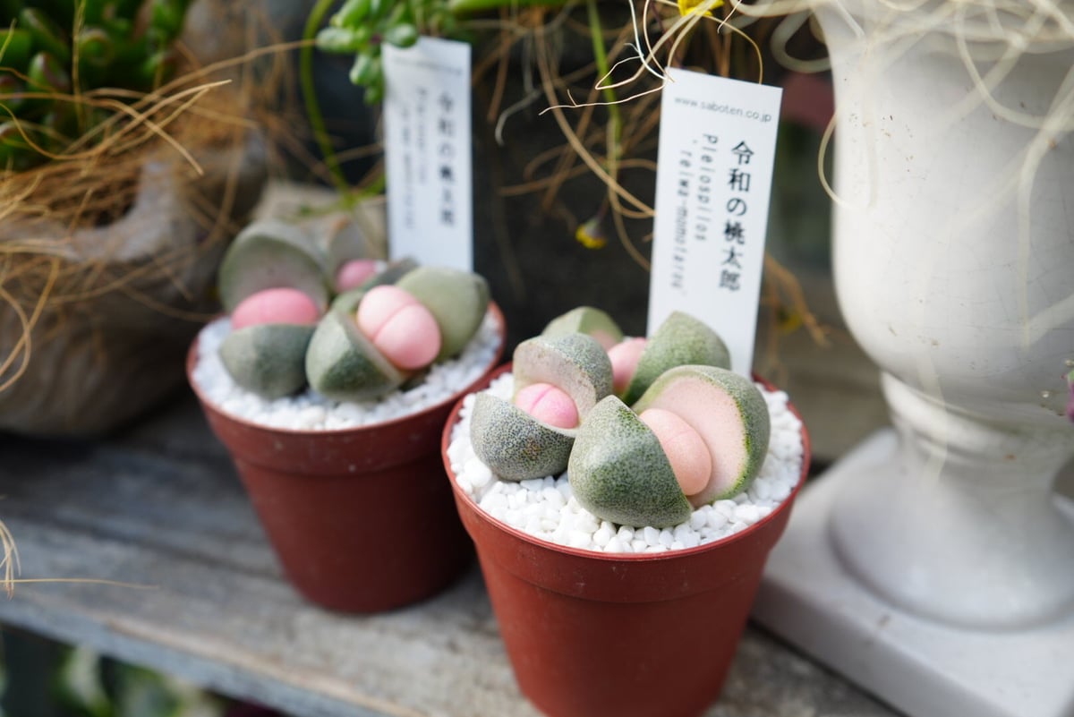 メセン 令和の桃太郎 多肉植物 大きめ桃 ユニークな見た目