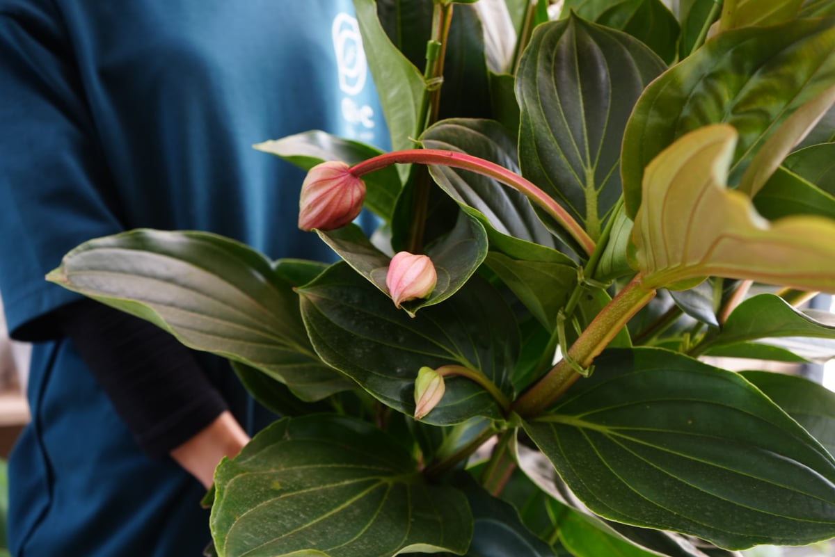 マディニラマグニフィカフラメンコ マディニラマグニフィカフラメンコ