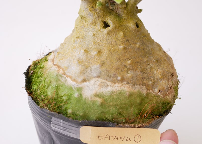 ヒドノフィツム 蟻の巣玉 Hydnophytum formicarum | インテリア
