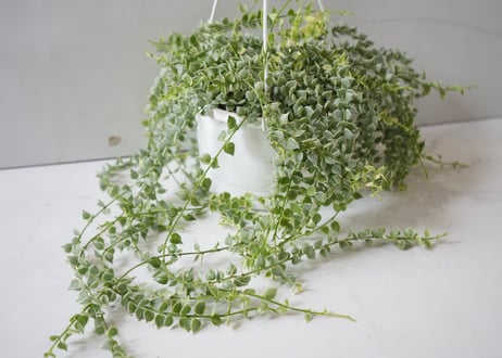 ミリオンハート 白 5号｜小さなハート型の葉が可愛い人気のつる性植物｜ディスキディア・観葉植物｜ﾐﾘｵﾝﾊｰﾄ ｼﾛ 多肉植物 5号