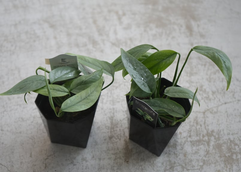 エピプレナムピナツム 園芸ネット本店｜エピプレナム：ピナツム セブブルー 5号吊り鉢 の通販