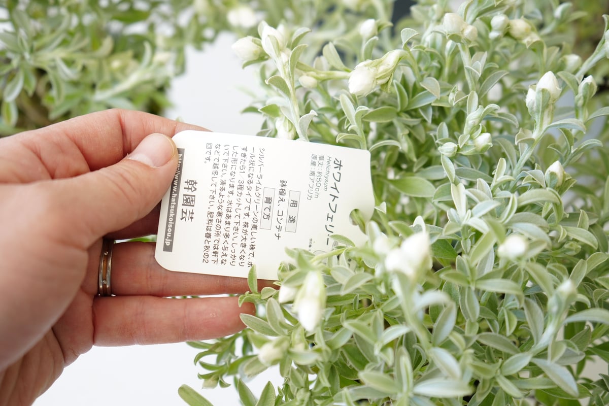 ◇ハーバリウム 256 色とりどりのヘリクリサム*.:。✿*゜¨ 楽天市場