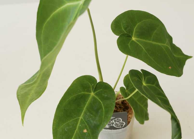 アンスリウム マグニフィカム 3.5号 ビロード 美しい葉脈 レア種