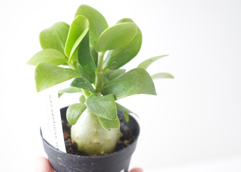 ヒドノフィツム 蟻の巣玉 Hydnophytum formicaruヒドノフィツム 2.5号｜