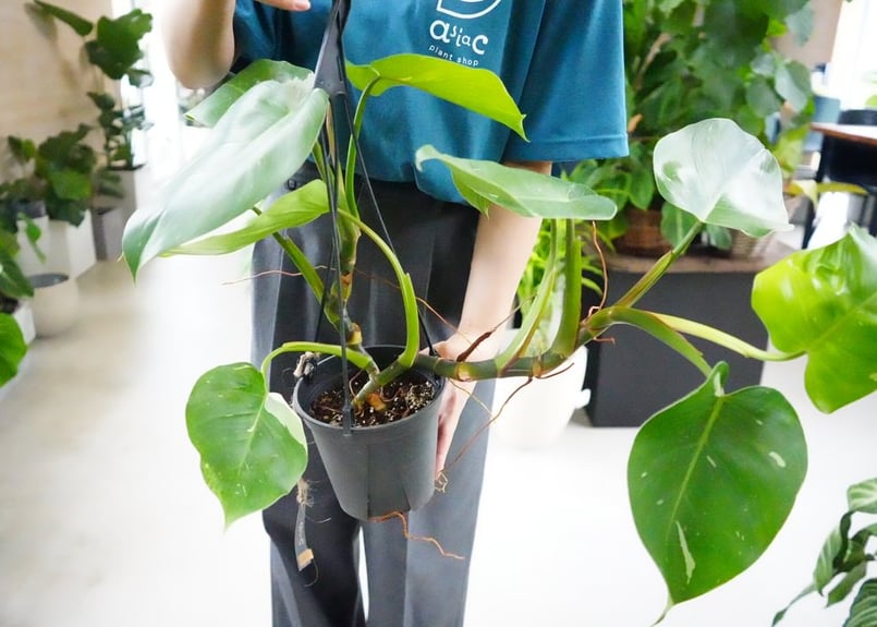 フィロデンドロン ホワイトプリンセス 5号 艶やかな葉 観葉植物 斑入り | インテリアグリー...