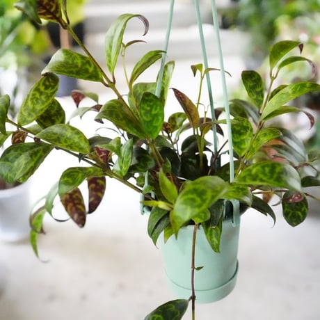 確認　エスキナンサス エスキナンサスの育て方を紹介！剪定時期や注意すべきトラブルも