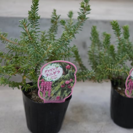 オージープランツ | STORES