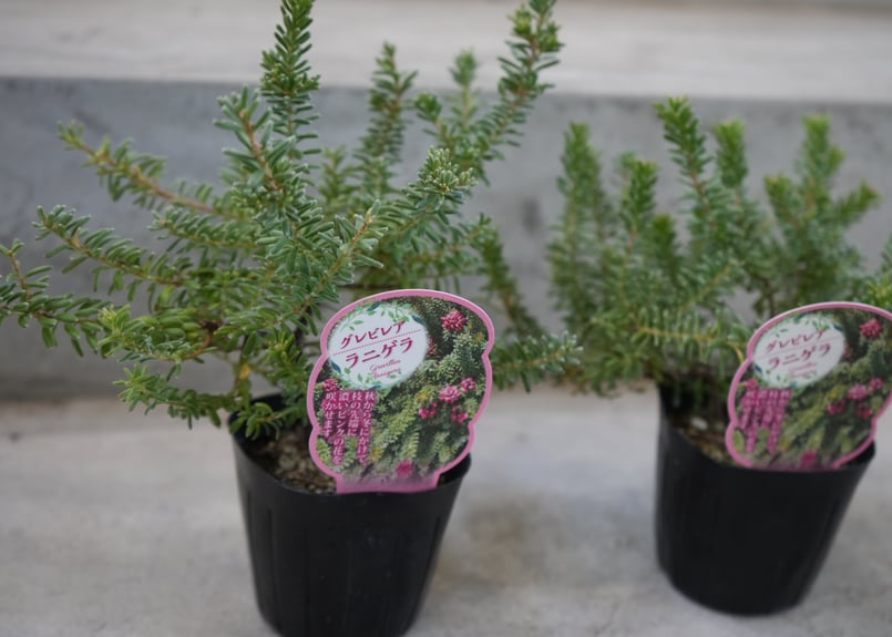 グレビレア　グレープ　② オージープランツ　グレープ　グレビレア　苗 グレビレア グレープ ② オージープランツ グレープ グレビレア