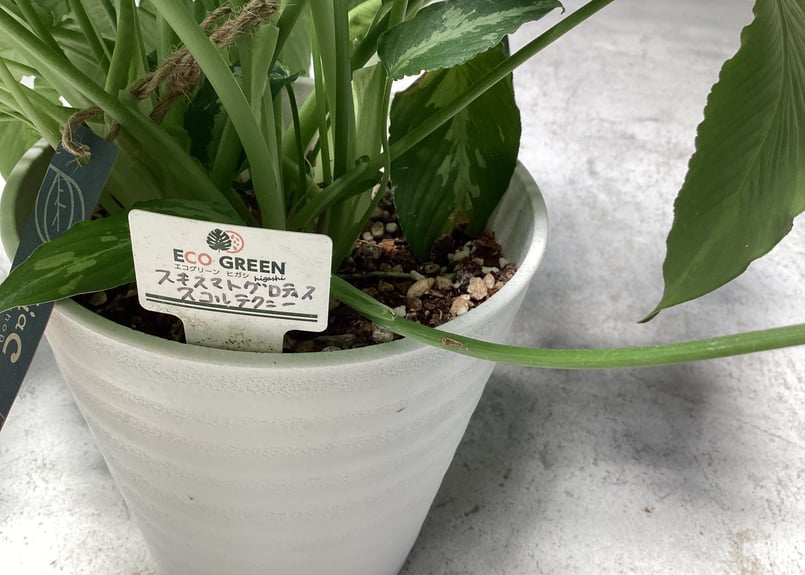 スキスマトグロッティス スコルテクニー 観葉植物 | インテリア