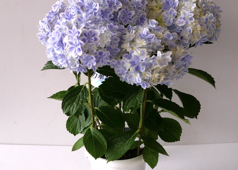 紫陽花 万華鏡 美しく上品で爽やか 淡いブルー | インテリアグリーンと